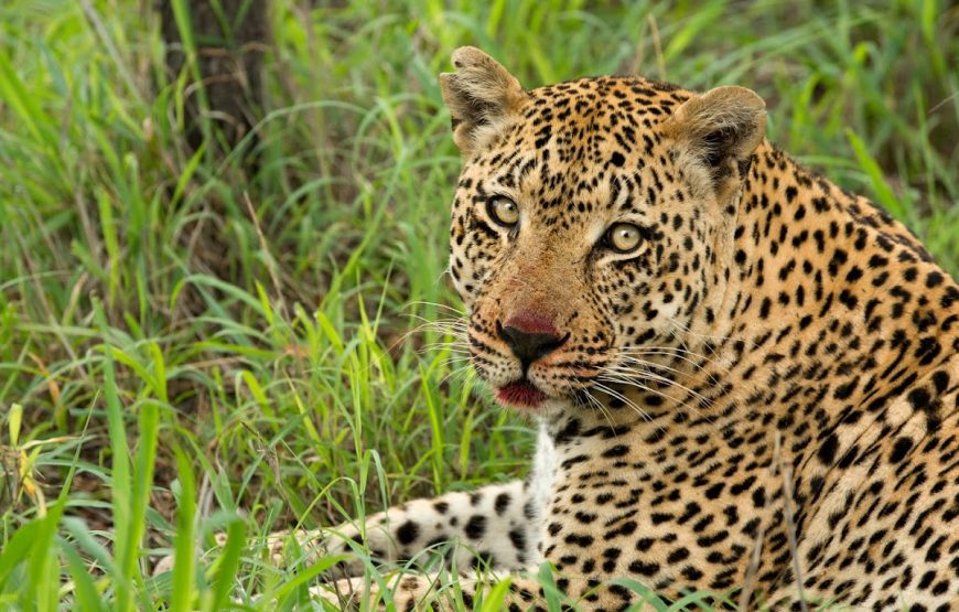 Ngala Tented Camp – Kruger National Park, South Africa