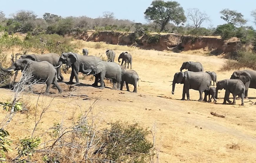 Ngala Tented Camp – Kruger National Park, South Africa