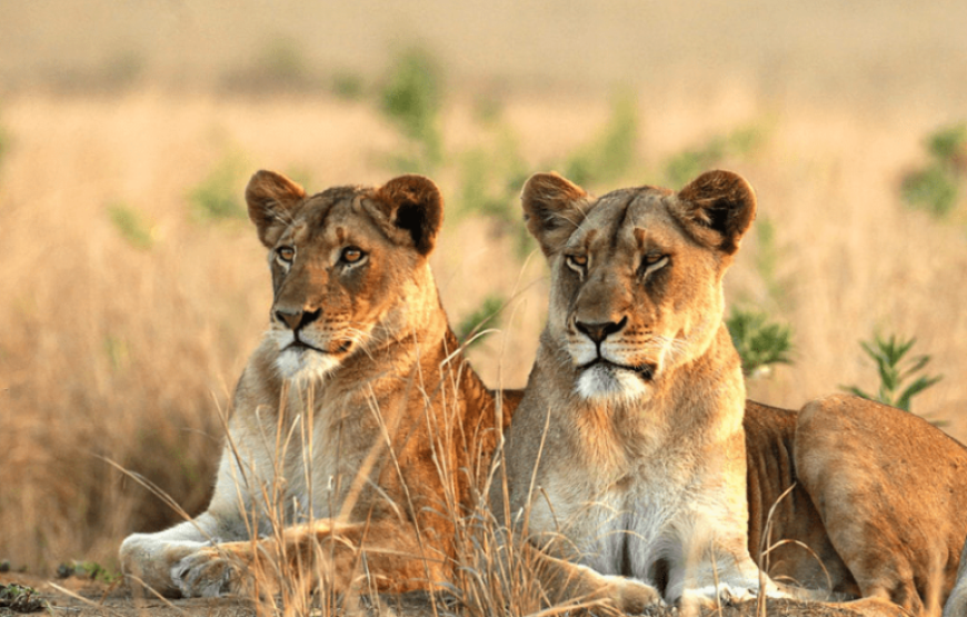 The Ngala Treehouse Experience