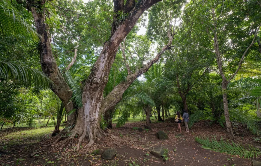 Princesse Bora Lodge & Spa