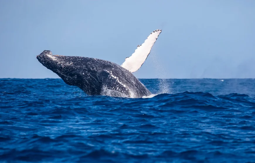 Princesse Bora Lodge & Spa