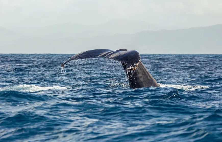 Princesse Bora Lodge & Spa