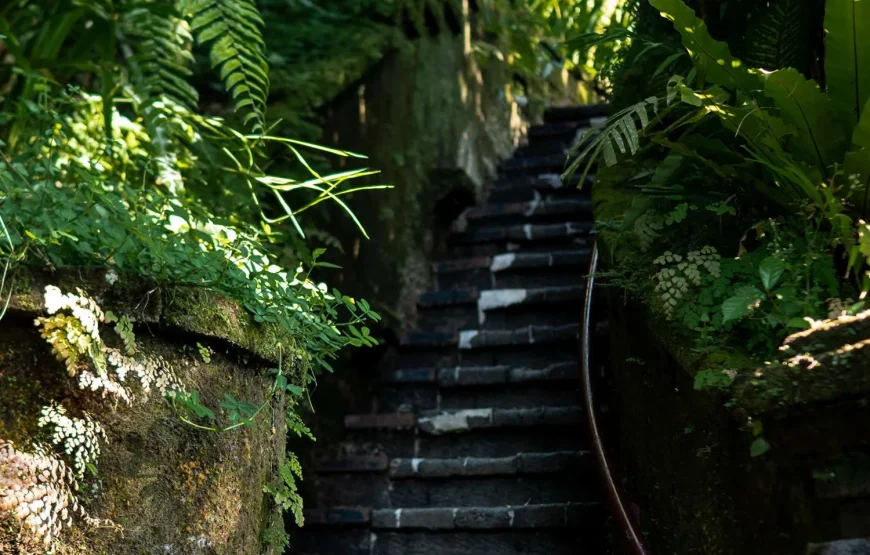 Treetops Lodge