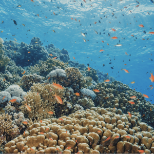 Nusa Lembongan – House Reef Afternoon Dive