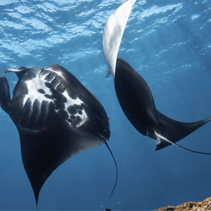 Nusa Lembongan – 2 Dives with Manta Point Request