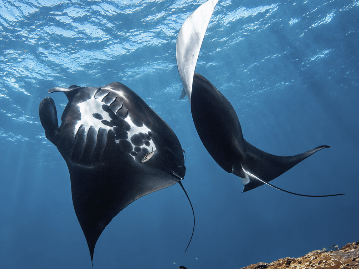Nusa Lembongan – 2 Dives with Manta Point Request
